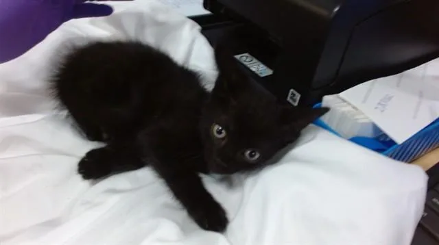 A baby small-sized male Domestic Short Hair cat named Hachi for adoption in Miami, FL