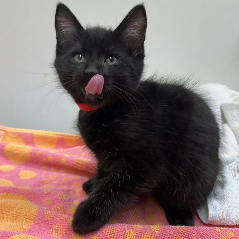 A baby small-sized male Domestic Short Hair cat named Spirit for adoption in Oshkosh, WI