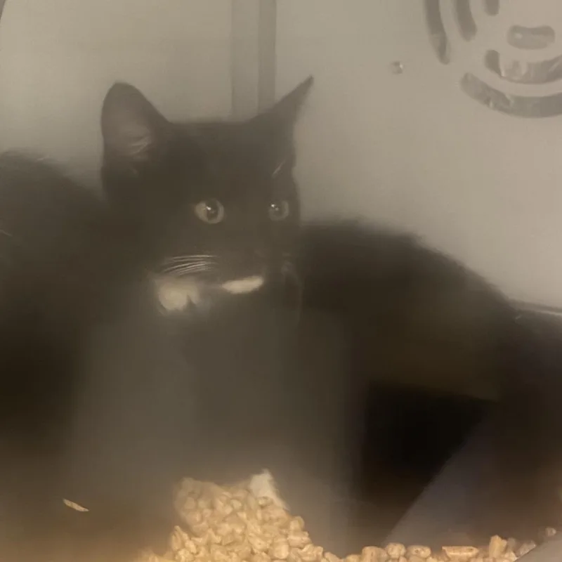 A baby small-sized male Black Domestic Short Hair cat named Pluto for adoption in Columbus, NC