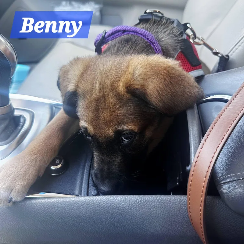 Benny thumbnail 2
