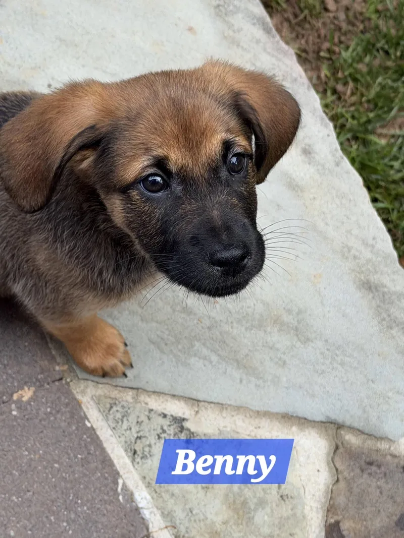 Benny thumbnail 4