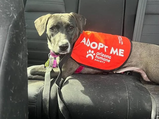 A young medium-sized female Hound dog named Robin for adoption in Phoenix, AZ