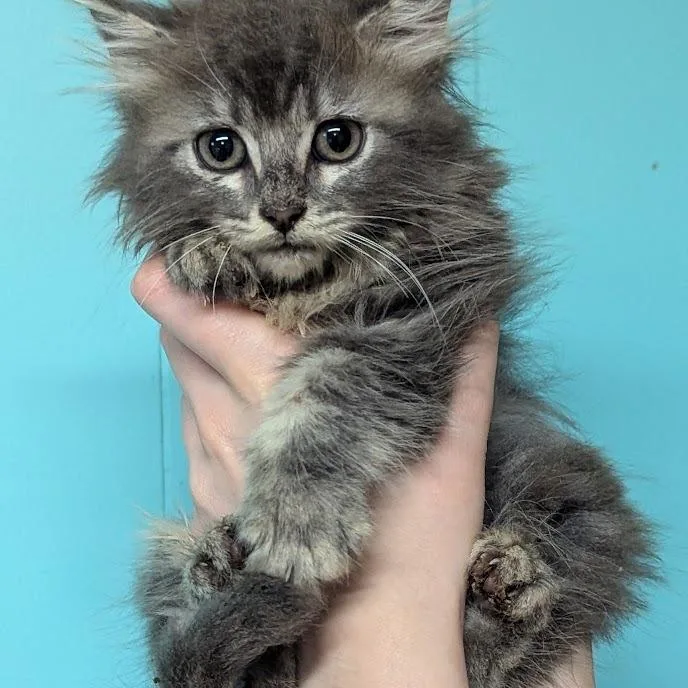 A baby small-sized female Gray / Blue / Silver Domestic Long Hair cat named Fawn for adoption in Johnstown, PA
