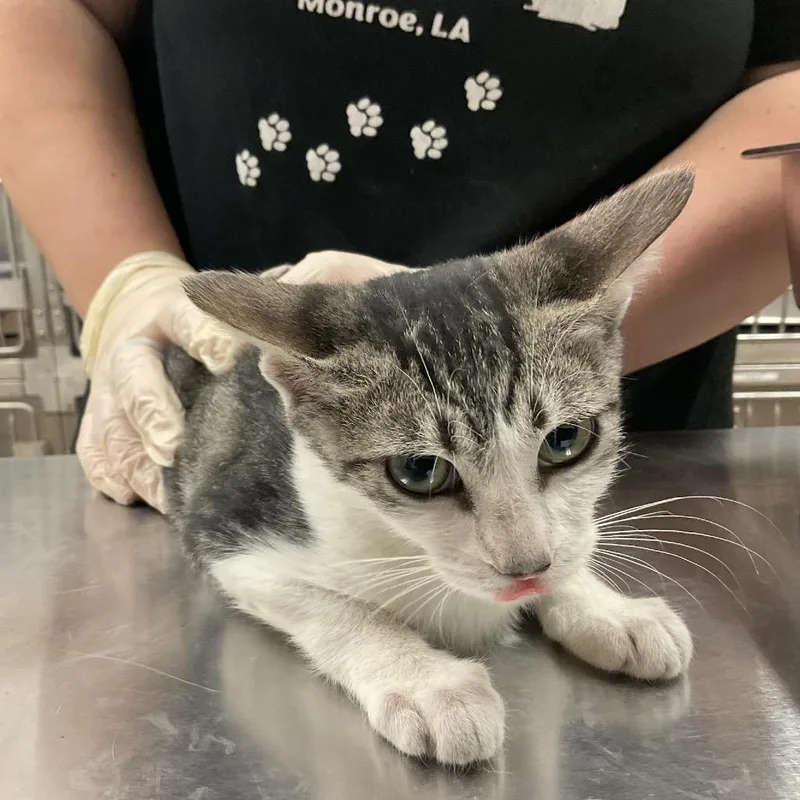 A baby small-sized female Gray / Blue / Silver Domestic Short Hair cat named Cherry for adoption in Monroe, LA