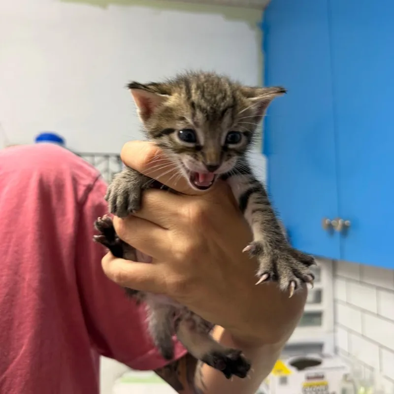 A baby small-sized male Gray / Blue / Silver Domestic Short Hair cat named Haaland for adoption in Wahiawa, HI