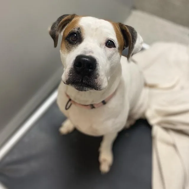 An adult large-sized female Mixed Breed dog named Jazzy for adoption in Washington Township, OH