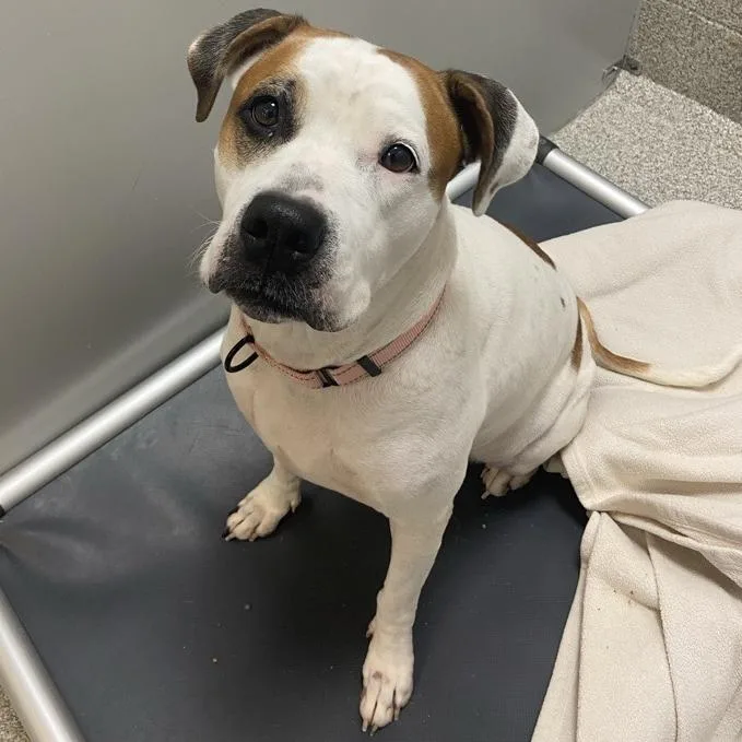 Jazzy thumbnail 2