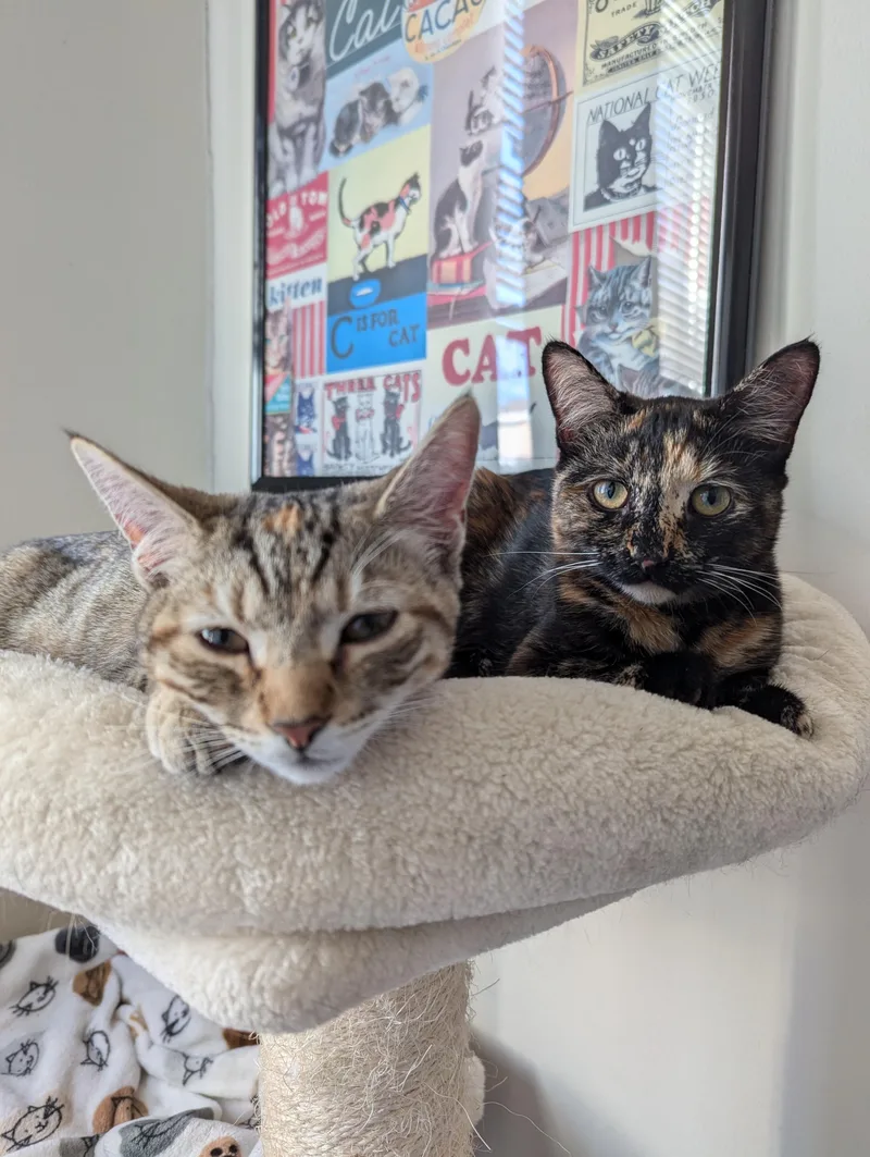 A young medium-sized female Tortoiseshell Domestic Short Hair cat named Tortina & Louise for adoption in Morristown, NJ