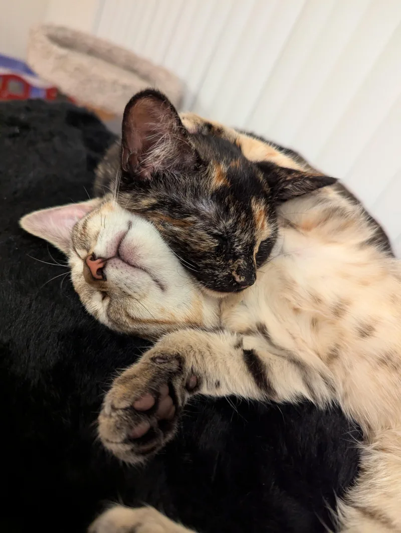 Tortina & Louise thumbnail 4