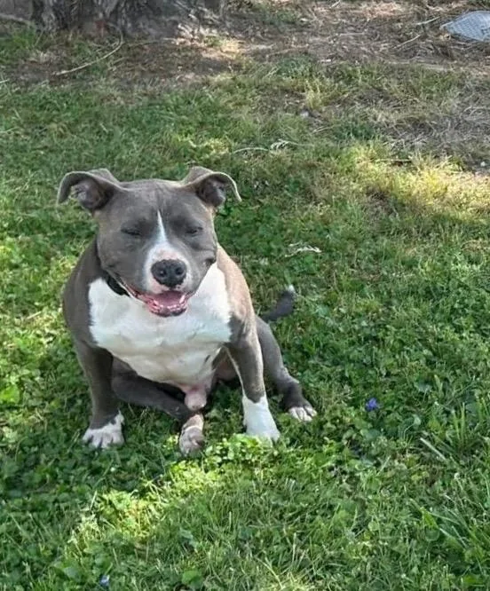 A young large-sized male American Staffordshire Terrier dog named Blue for adoption in Chickamauga , GA