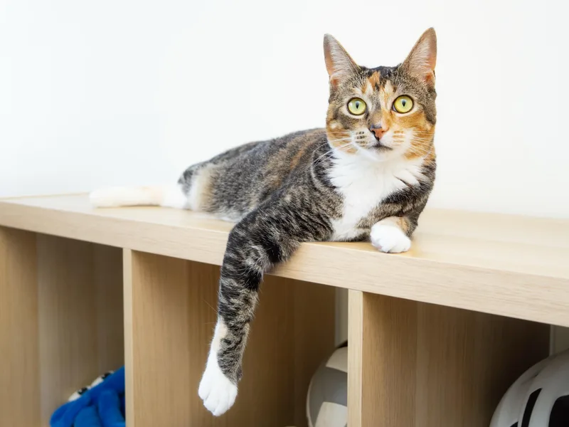 A young medium-sized female Calico Domestic Short Hair cat named Gigi for adoption in Seattle, WA