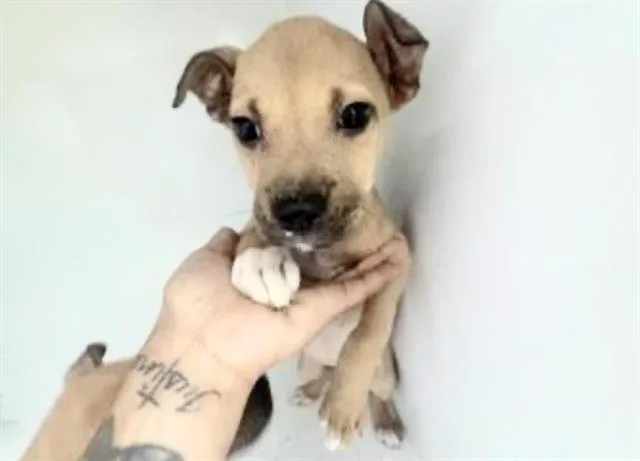 A baby small-sized female Staffordshire Bull Terrier dog named Tilly for adoption in Houston, TX