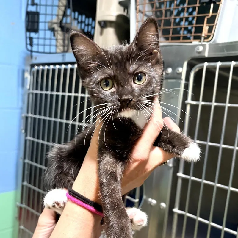 A baby small-sized female Black Domestic Short Hair cat named Ethel for adoption in Newport, NC