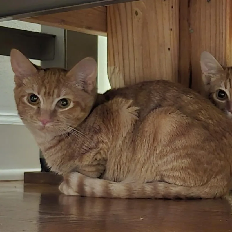 A baby medium-sized female Tabby cat named Huie for adoption in Columbia, SC