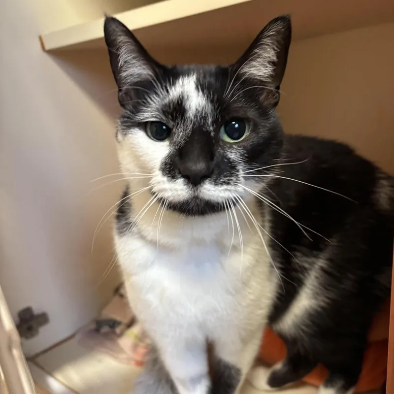 Kolaczky thumbnail 2