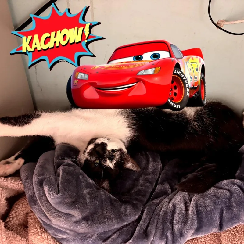 Kolaczky thumbnail 3