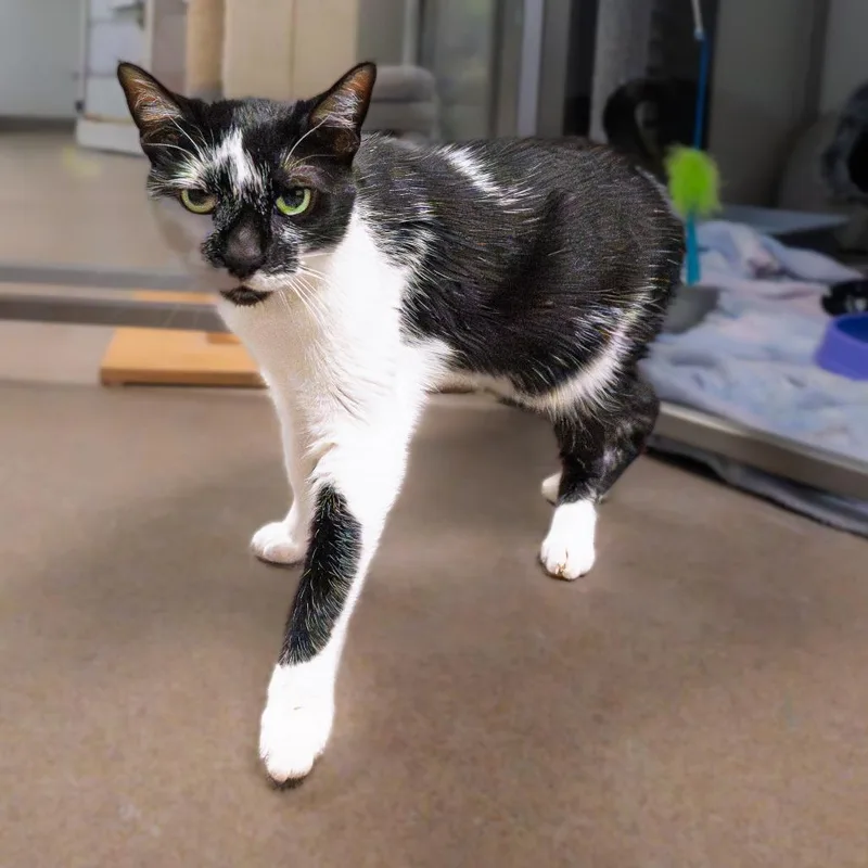 Kolaczky thumbnail 4