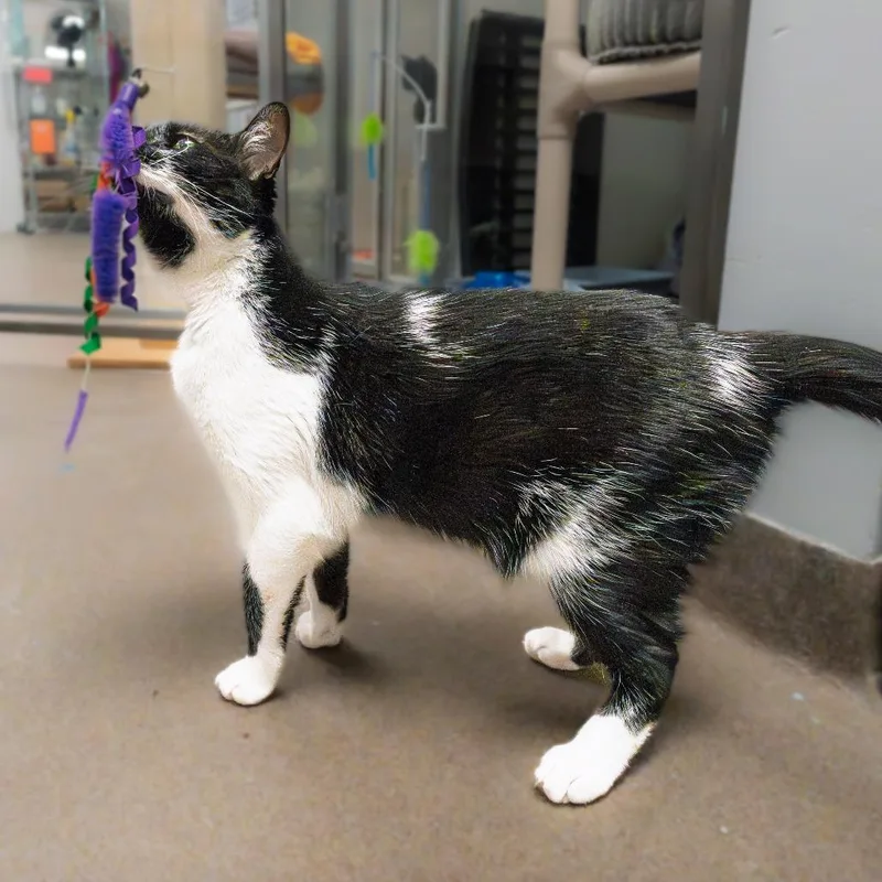 Kolaczky thumbnail 5