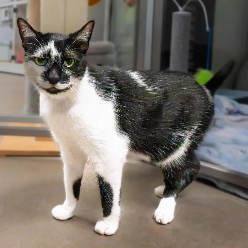 Kolaczky thumbnail 6