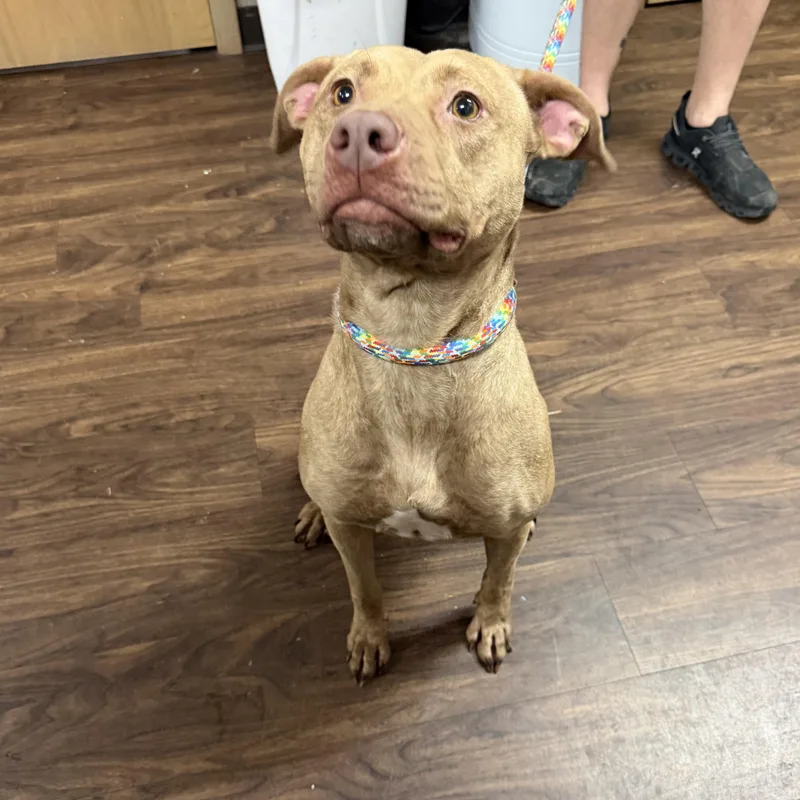 An adult medium-sized female Brindle Pit Bull Terrier dog named Caroline for adoption in Albemarle, NC