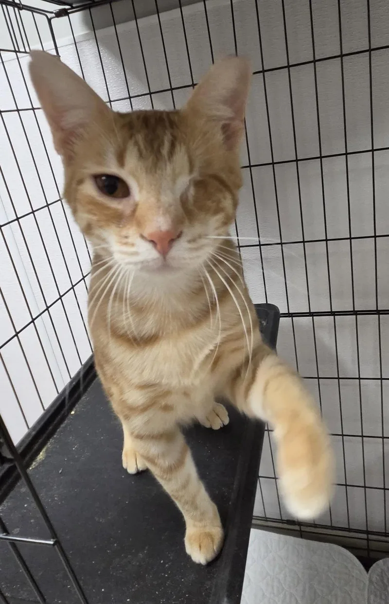 An adult medium-sized male Orange / Red Domestic Short Hair cat named Sausage King for adoption in Satellite Beach, FL
