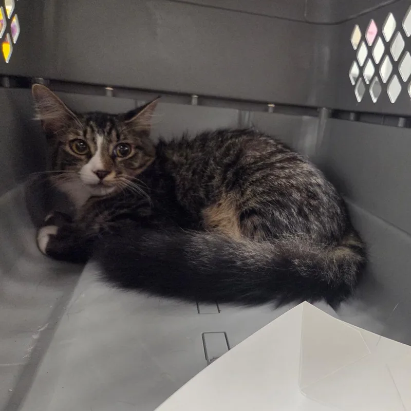 A young small-sized male Brown / Chocolate Domestic Short Hair cat named Fuzzy for adoption in Chattanooga, TN