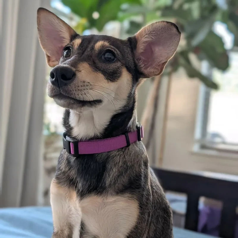 A baby small-sized female Black Chihuahua dog named Buttercup for adoption in Warren, RI