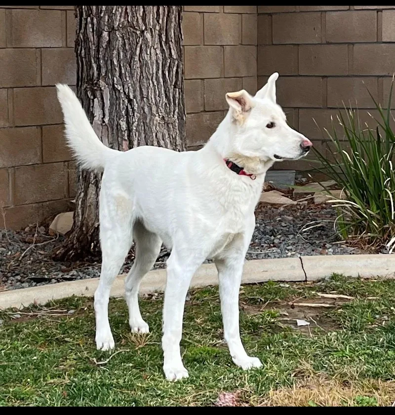 An adult large-sized male White / Cream German Shepherd Dog dog named Gunner for adoption in oriskany, NY