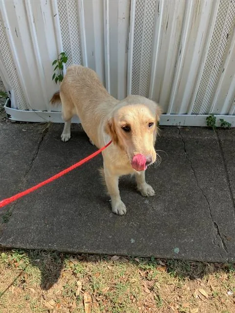 Lolli