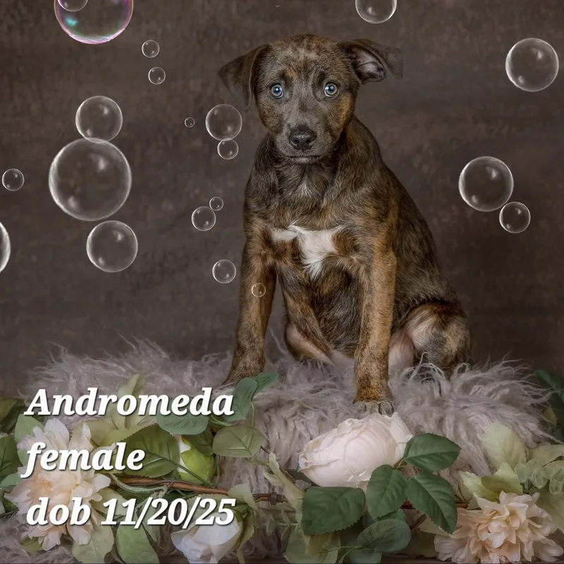 A baby medium-sized female Brindle Vizsla dog named Andromeda for adoption in Concord, CA