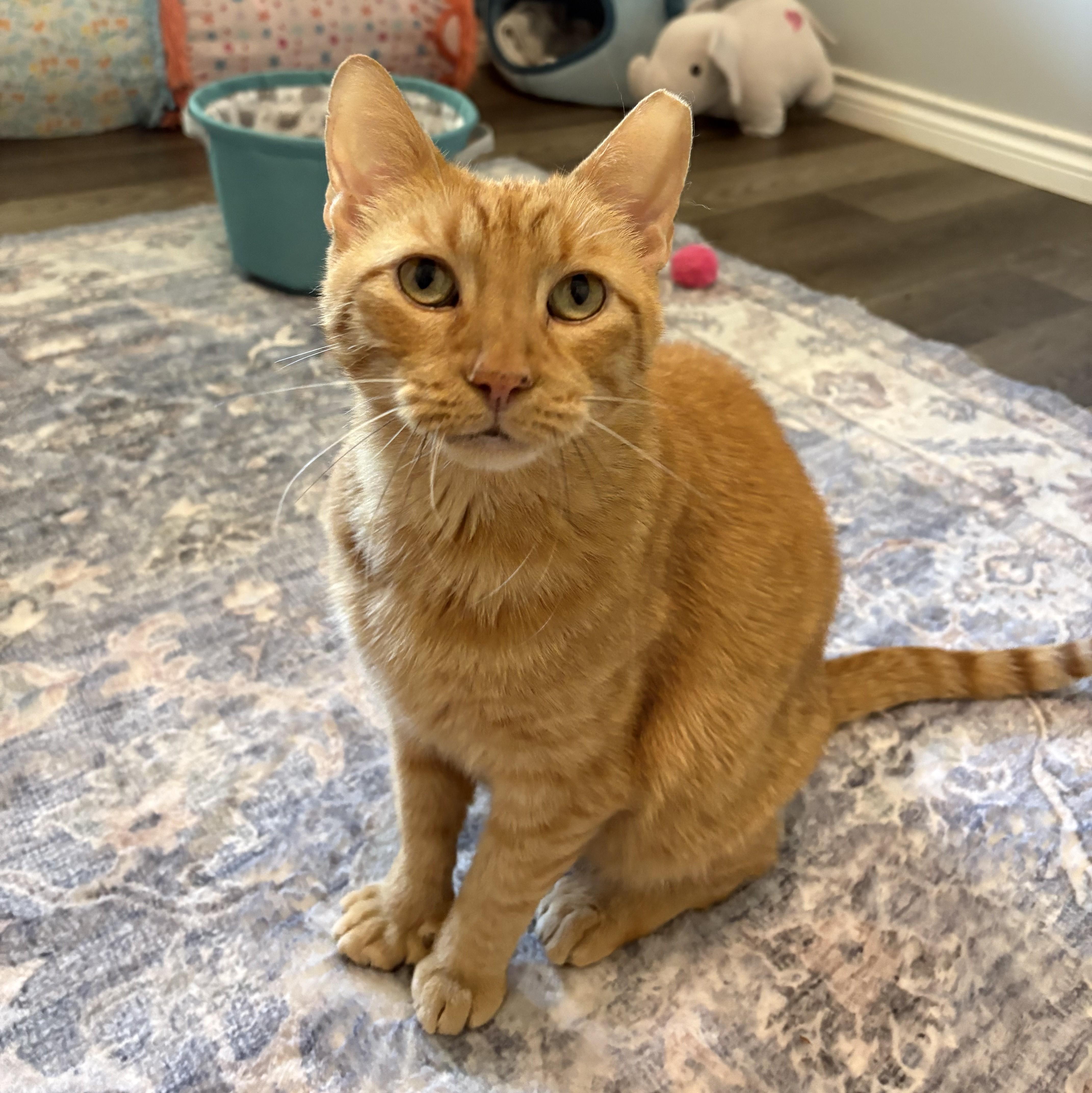 A senior large-sized male Orange / Red Domestic Short Hair cat named Leo... with toes to for adoption in Cat Spring, TX