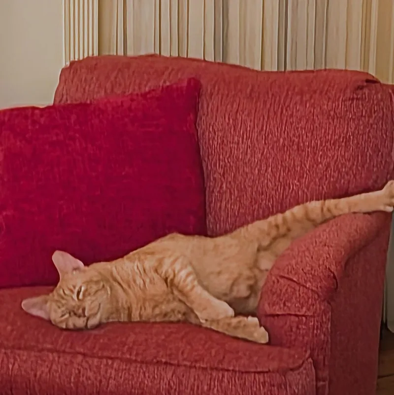 Leo... with toes to thumbnail 3