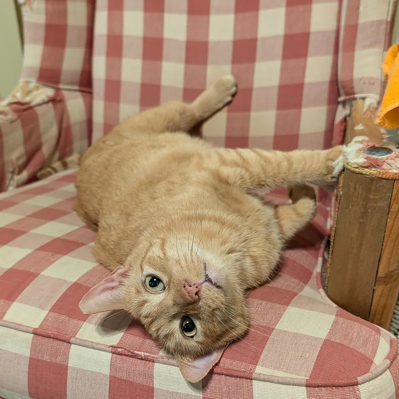Leo... with toes to thumbnail 5