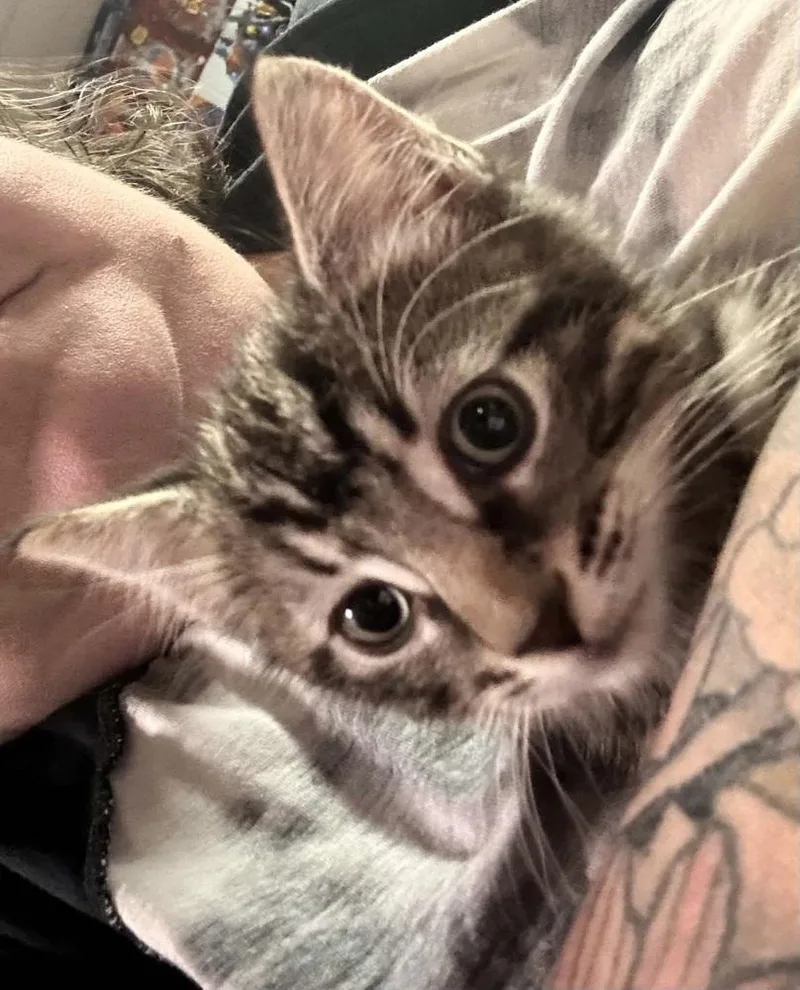 A baby small-sized male Brown / Chocolate Domestic Short Hair cat named Scrappy for adoption in Patchogue, NY