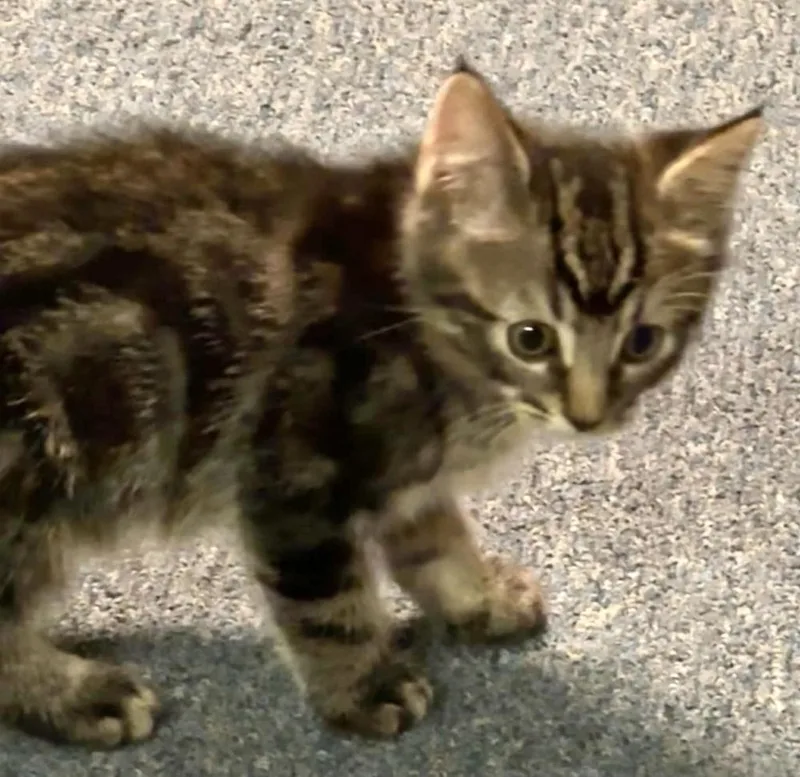 Scrappy thumbnail 5