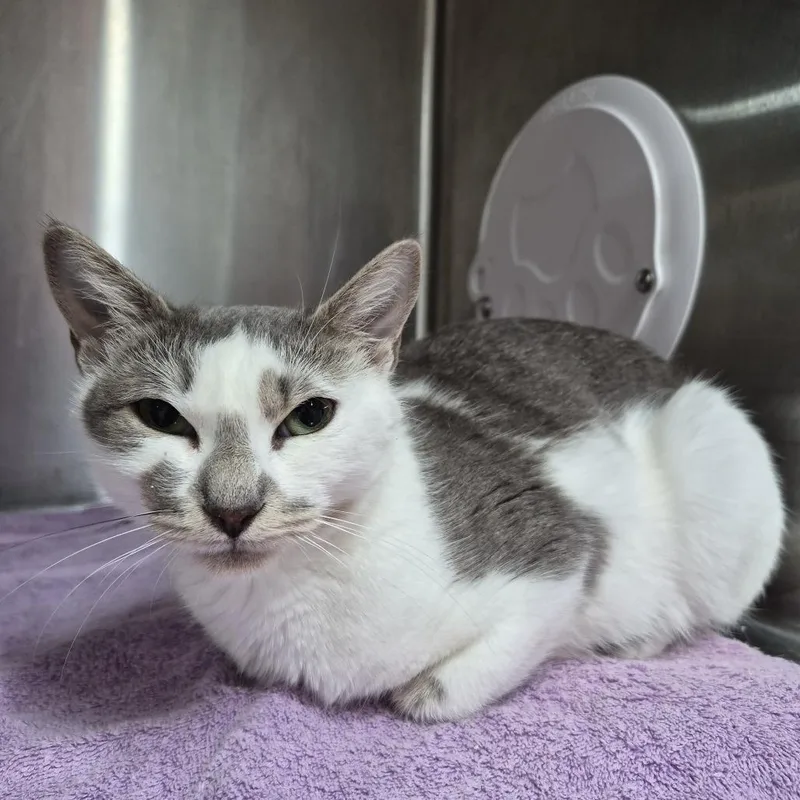An adult medium-sized female Gray / Blue / Silver Domestic Short Hair cat named GW lady for adoption in Natick, MA
