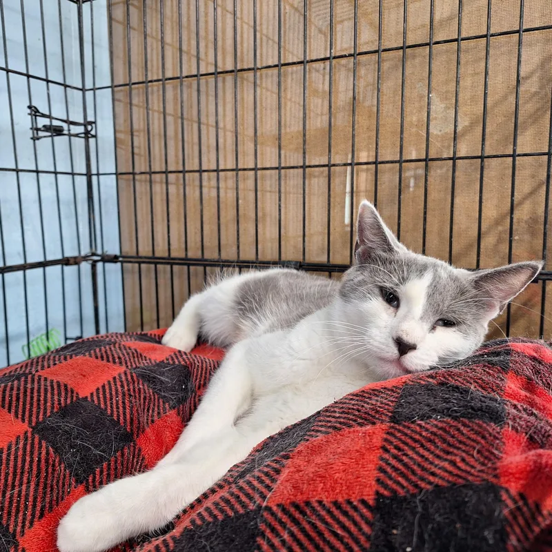 A young medium-sized female Domestic Short Hair cat named Penny Lane for adoption in Clarinda, IA