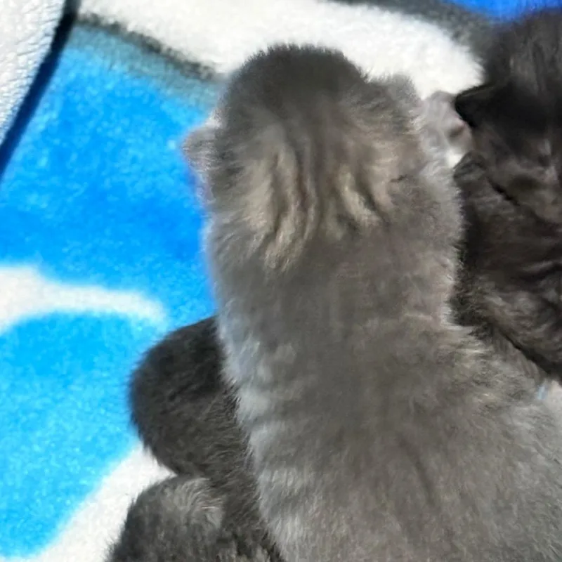 A baby small-sized female Domestic Short Hair cat named Pippin for adoption in Portage, MI
