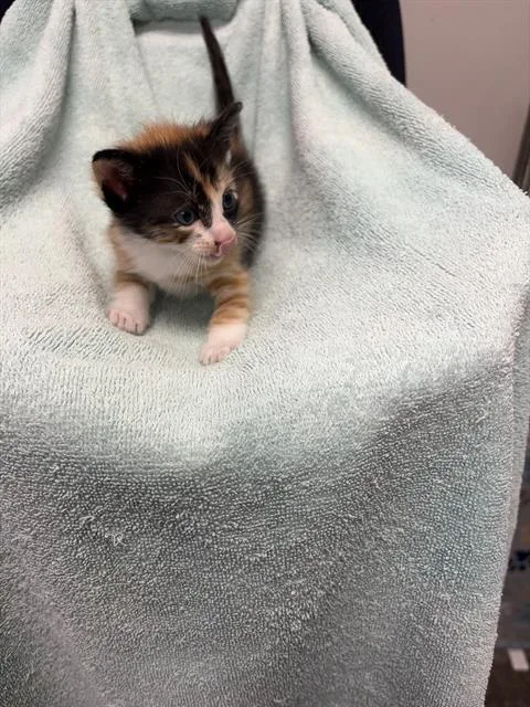 A baby small-sized female Domestic Short Hair cat named Zuri for adoption in Rosenberg, TX