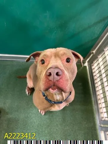 An adult large-sized male Mixed Breed dog named Buford for adoption in West Palm Beach, FL