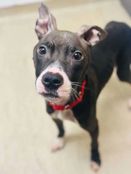 An adult medium-sized female Mixed Breed dog named Luna for adoption in West Chester, PA