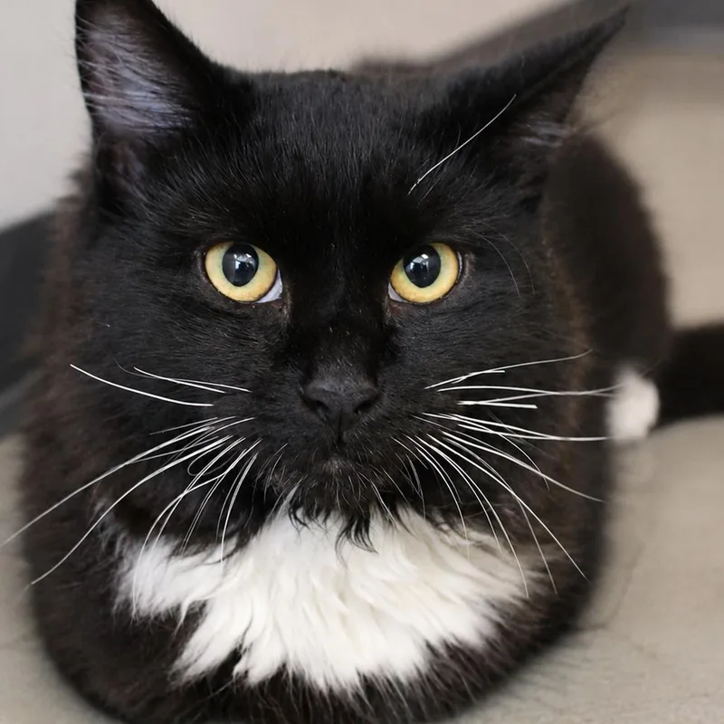 A young medium-sized male Black Domestic Long Hair cat named Apollo for adoption in Gloucester, VA