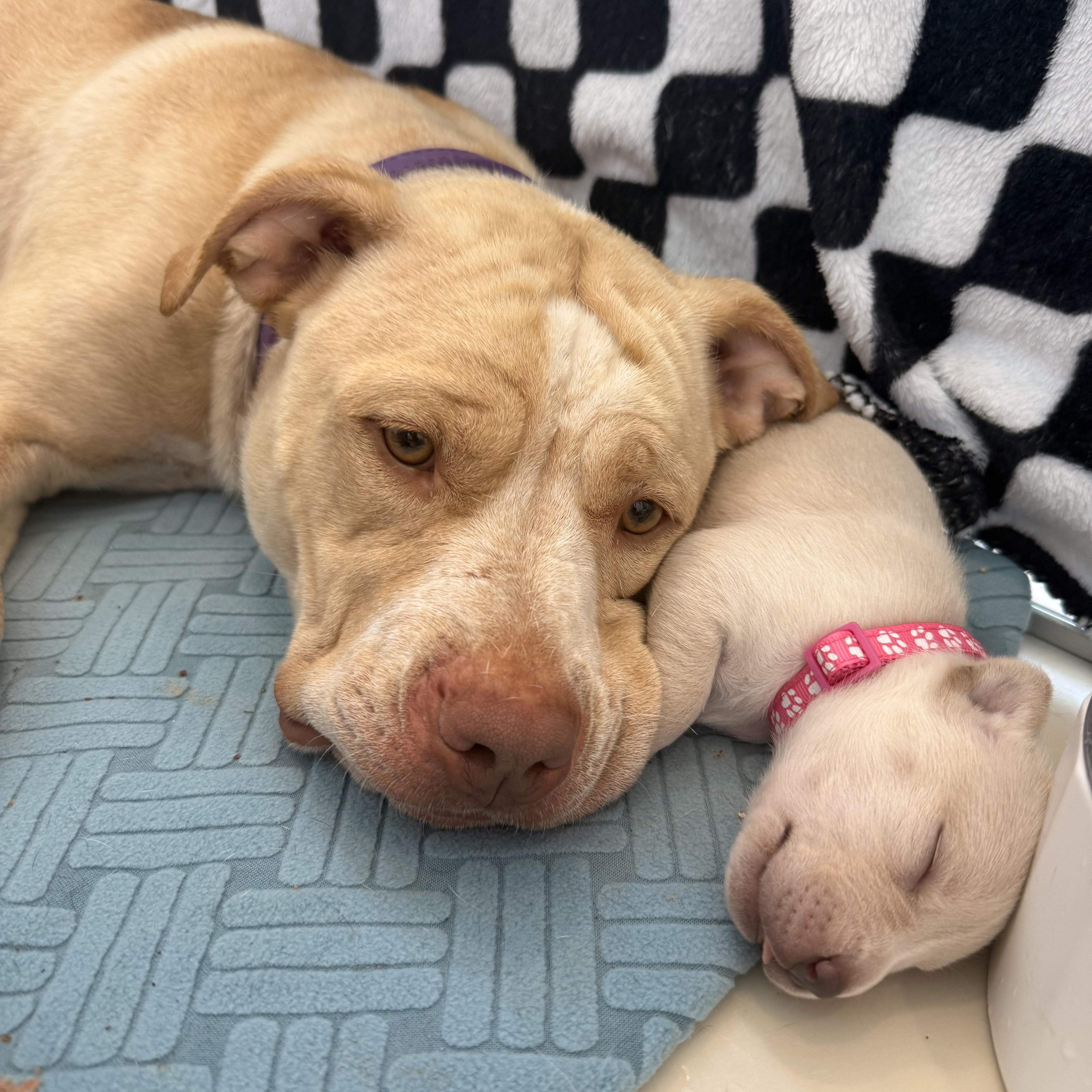 Molly  Independence Day thumbnail 2