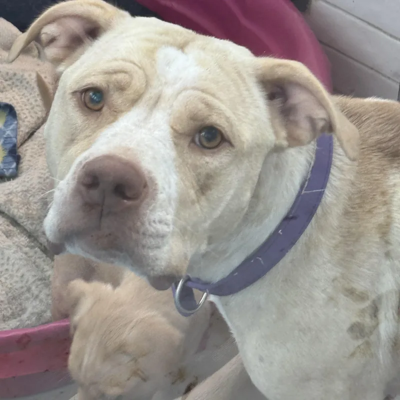 Molly  Independence Day thumbnail 3