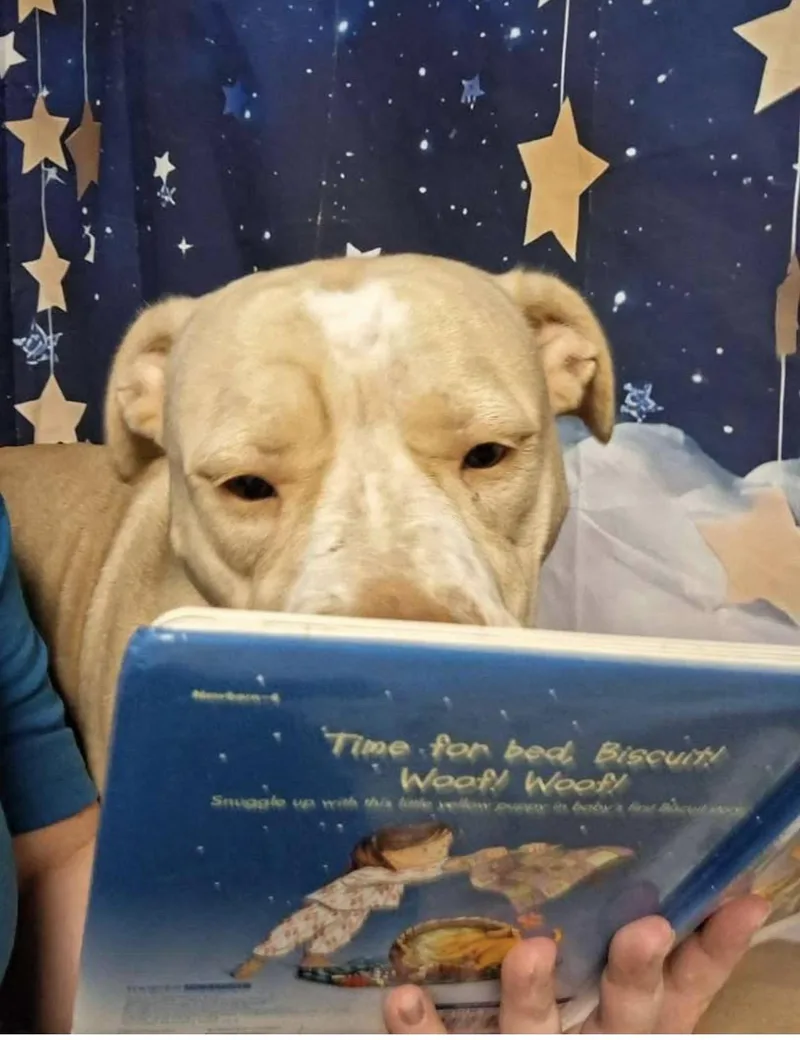 Molly  Independence Day thumbnail 4