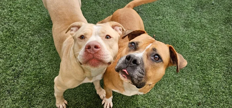 Molly  Independence Day thumbnail 5