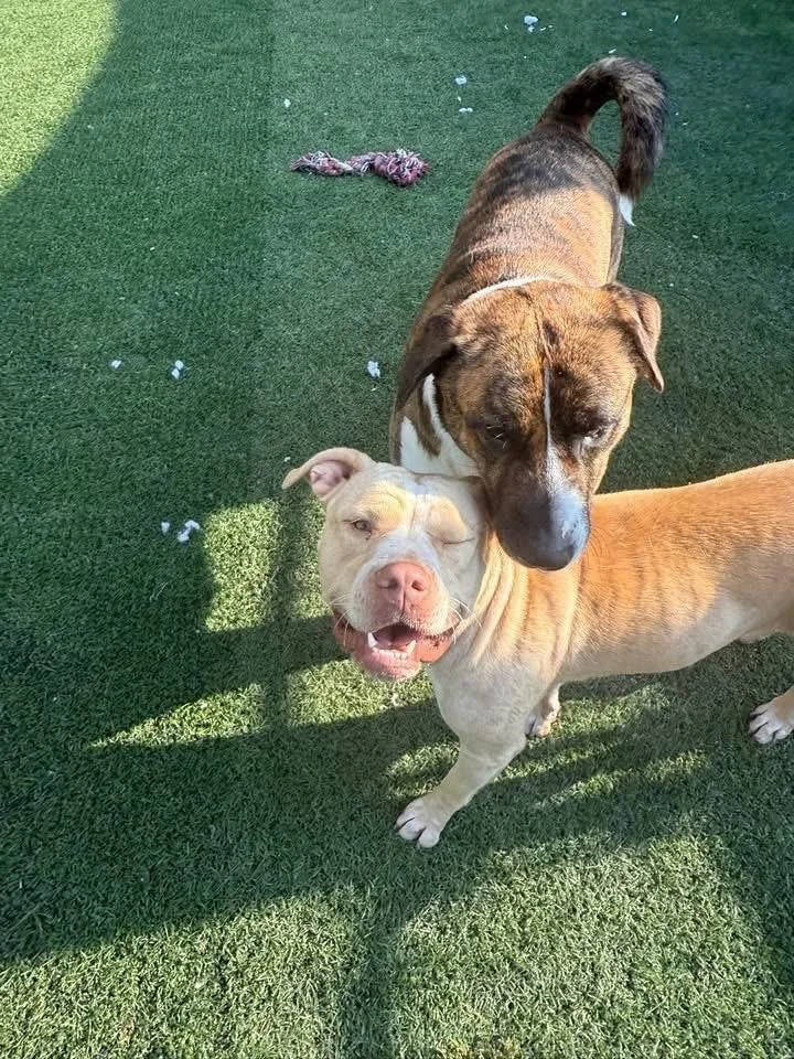 Molly  Independence Day thumbnail 6