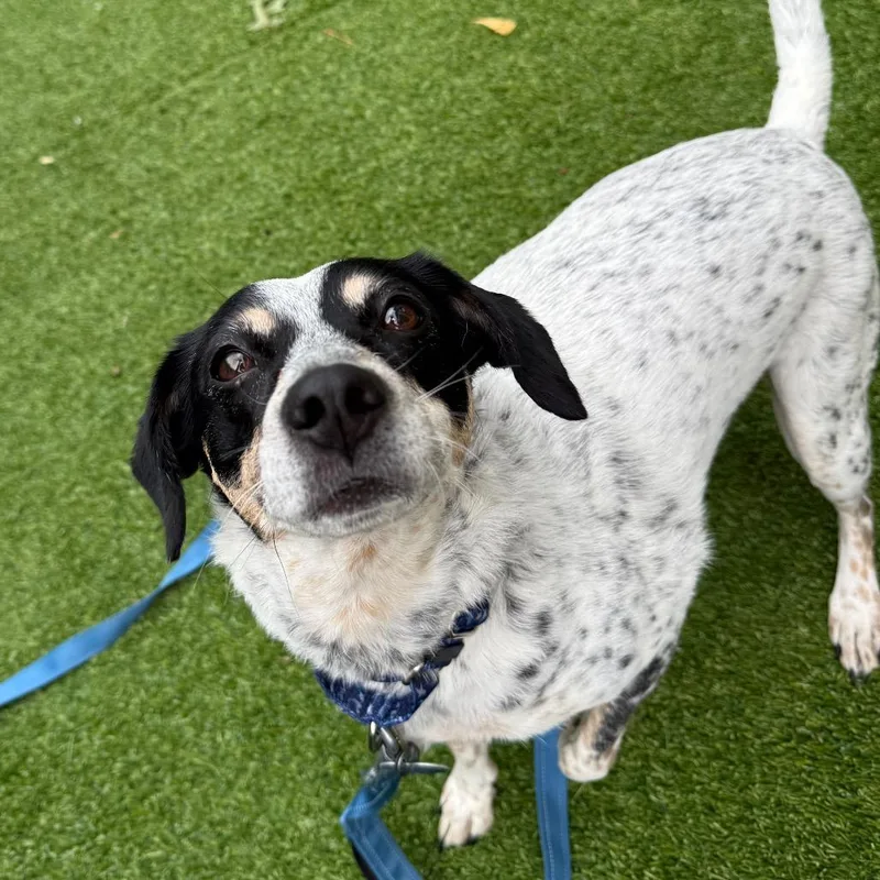A senior medium-sized female White / Cream Australian Cattle Dog / Blue Heeler dog named Maebel for adoption in Warwick, RI