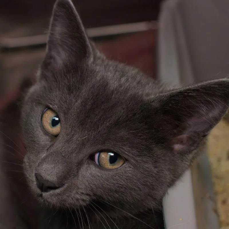 A baby medium-sized male Domestic Short Hair cat named Vanish for adoption in Shoreline, WA
