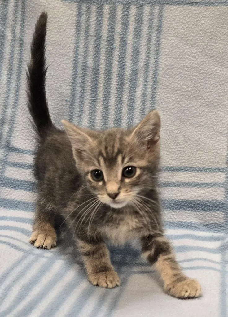 A baby small-sized male Domestic Short Hair cat named Flynn for adoption in Murphysboro, IL